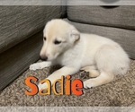 Small Photo #18 German Shepherd Dog-Goberian Mix Puppy For Sale in OMAHA, NE, USA