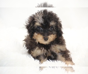 ShihPoo Puppy for sale in DYERSBURG, TN, USA