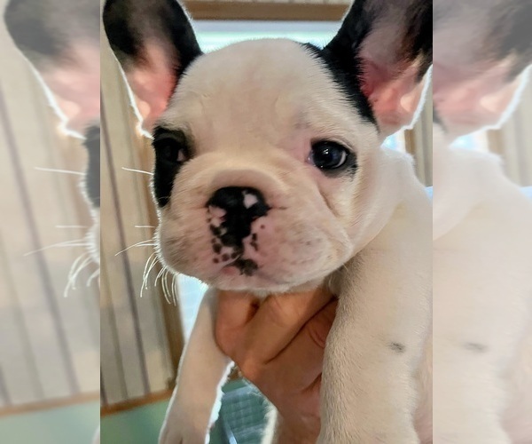 Medium Photo #41 French Bulldog Puppy For Sale in KANSAS CITY, MO, USA
