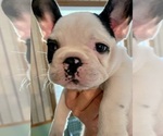 Small Photo #6 French Bulldog Puppy For Sale in KANSAS CITY, MO, USA