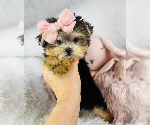 Medium Photo #2 Morkie Puppy For Sale in WEST PALM BEACH, FL, USA