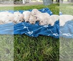 Small Photo #10 English Cream Golden Retriever Puppy For Sale in ELVERTA, CA, USA