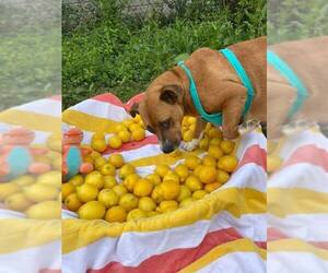 Penelope (Penny) - Female Mutt Dog for Adoption - Photo #2