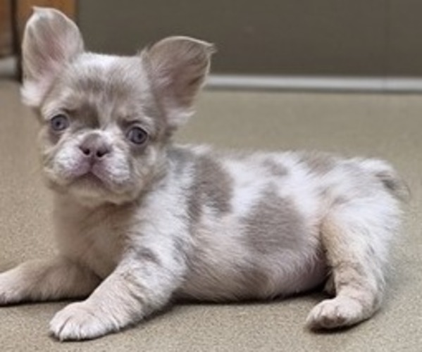 Medium Photo #1 French Bulldog Puppy For Sale in MILTON, WI, USA