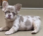 Image preview for Ad Listing. Nickname: Nushade Merle