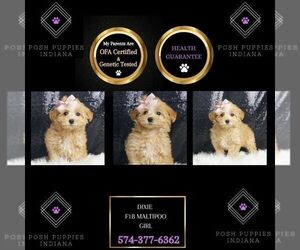 Maltipoo Puppy for sale in WARSAW, IN, USA