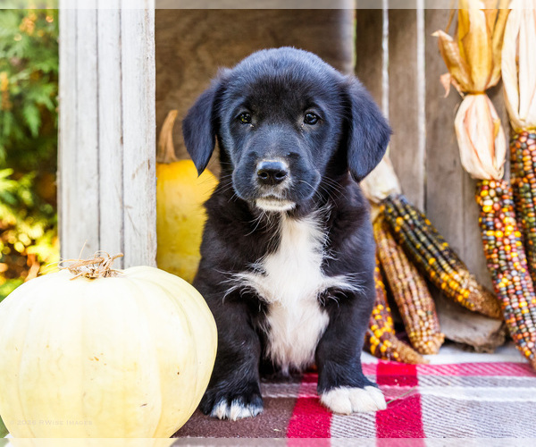 Medium Photo #5 Golden Retriever-Pembroke Welsh Corgi Mix Puppy For Sale in WAKARUSA, IN, USA