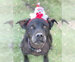 Small #6 Labrador Retriever Mix