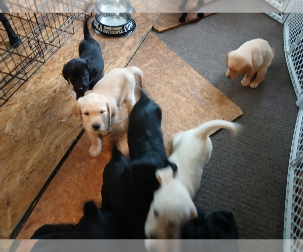 Medium Photo #5 Goldador Doodle Puppy For Sale in GIBSONVILLE, NC, USA