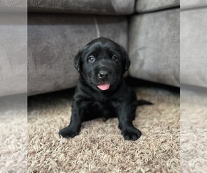 Labrador Retriever Puppy for sale in AUGUSTA, WI, USA