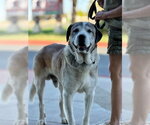 *BARNABY - Male Anatolian Shepherd-Saint Bernard Mix Dog for Adoption - Small photo