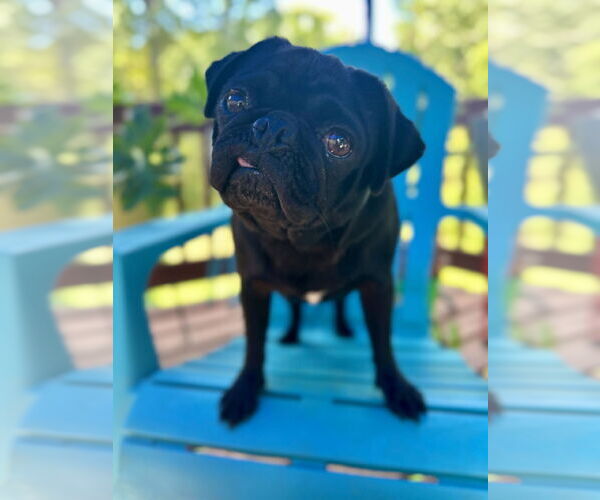 Medium Photo #2 Pug Puppy For Sale in Pacolet, SC, USA