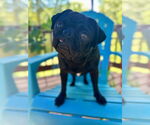Small #1 Pug