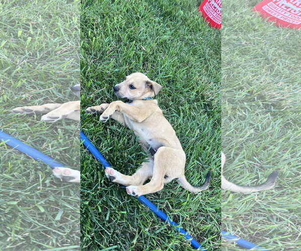 Medium Photo #4 Mutt Puppy For Sale in New London, WI, USA