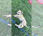 Small #3 Mutt