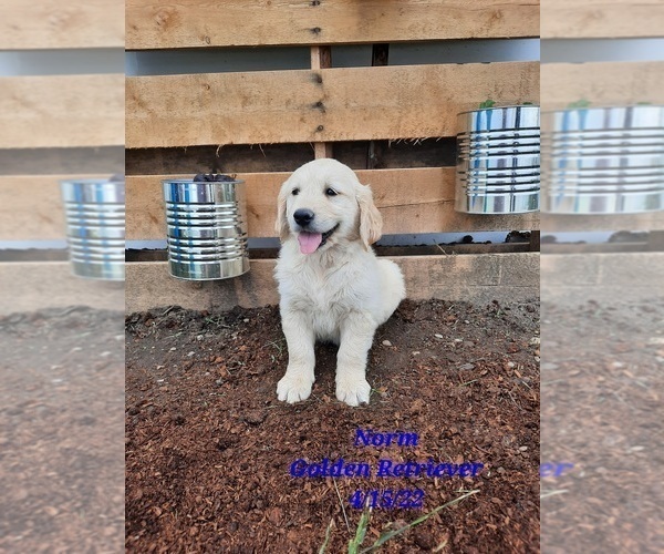 Medium Photo #1 Golden Retriever Puppy For Sale in SHIPSHEWANA, IN, USA