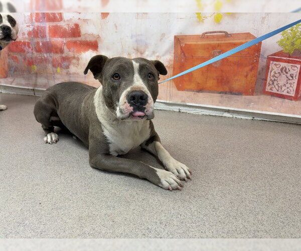 Medium Photo #1 Mutt Puppy For Sale in San Bernardino, CA, USA