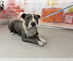Mutt Dogs for adoption in San Bernardino, CA, USA