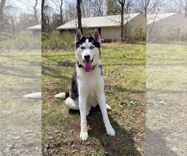 Medium Photo #1 Siberian Husky Puppy For Sale in Cranford, NJ, USA
