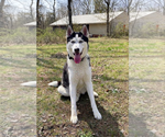 Small Photo #1 Siberian Husky Puppy For Sale in Cranford, NJ, USA