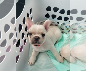 French Bulldog Puppy for sale in MISSION, TX, USA