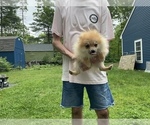 Small Photo #3 Pomeranian Puppy For Sale in MIDDLEBORO, MA, USA