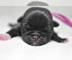 Small #2 Pug