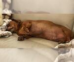 Small #1 Dachshund