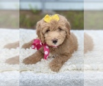 Small Photo #9 Goldendoodle Puppy For Sale in FROSTPROOF, FL, USA