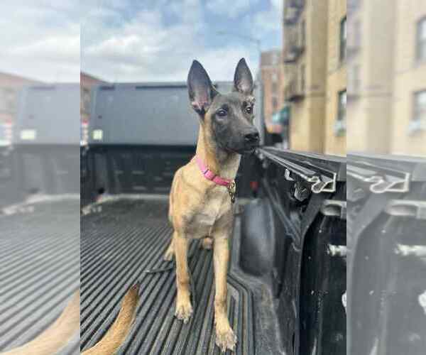 Medium Photo #3 Mutt Puppy For Sale in Imlay City, MI, USA