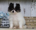 Small Photo #3 Pomeranian Puppy For Sale in FREDERICKSBG, OH, USA