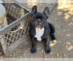 Small Photo #1 French Bulldog Puppy For Sale in SPRING VALLEY, CA, USA
