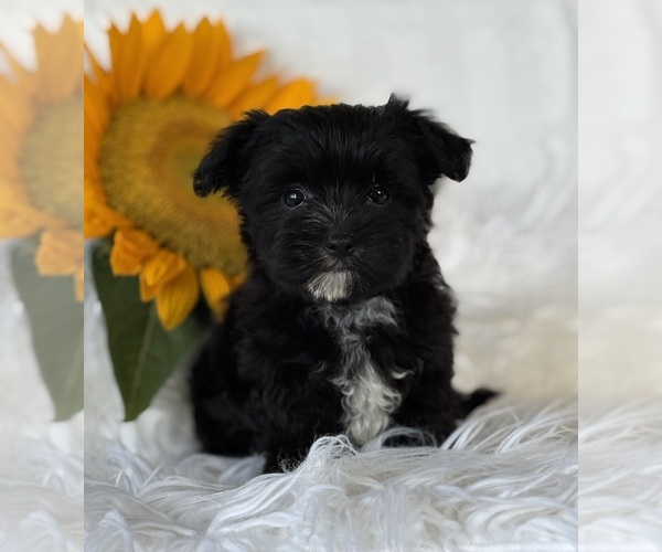 Medium Photo #8 Morkie Puppy For Sale in ROCK STREAM, NY, USA