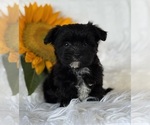 Small #7 Morkie