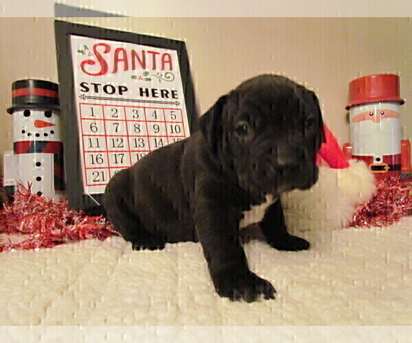 Medium Photo #2 American Bully Puppy For Sale in MOTLEY, MN, USA