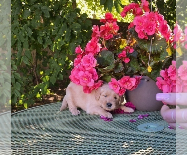 Medium Photo #8 Golden Retriever Puppy For Sale in EUGENE, OR, USA