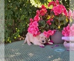 Puppy Brown Golden Retriever