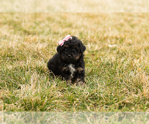 Cavapoo-Goldendoodle Mix Puppy for sale in TOPEKA, IN, USA