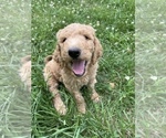 Small #25 Goldendoodle