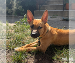 Small #10 Mutt