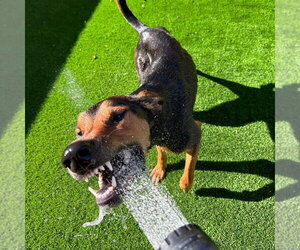 JAX #3 - Male Doberman Pinscher-Unknown Mix Dog for Adoption - Photo #4
