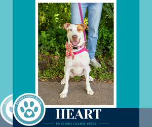 Mutt Dogs for adoption in Kimberton, PA, USA