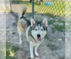 Alaskan Malamute Dogs for adoption in Conroe, TX, USA