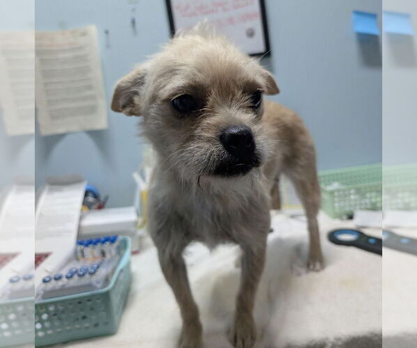 Medium Photo #1 Brussels Griffon-Unknown Mix Puppy For Sale in Chico, CA, USA