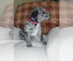 Small Photo #4 Sheprador Puppy For Sale in LEWISBURG, KY, USA