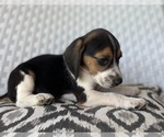 Small #3 Beagle