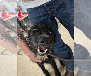 Labrador Retriever-Unknown Mix Dogs for adoption in Albemarle, NC, USA