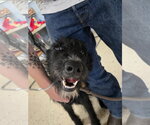 Marley - Female Labrador Retriever-Unknown Mix Dog for Adoption - Small photo