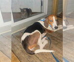 Small #7 American Foxhound