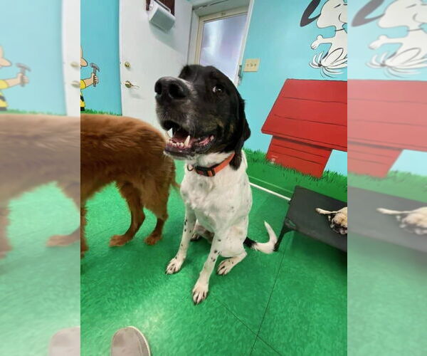 Medium Photo #1 Labrenees Puppy For Sale in Thomasville, NC, USA